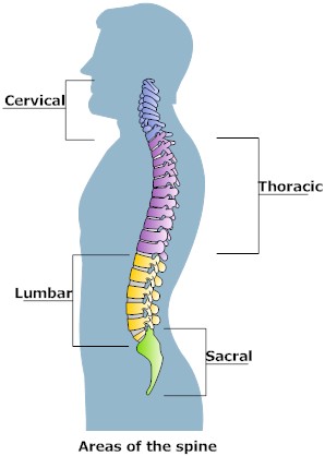 Areas of the Spine
